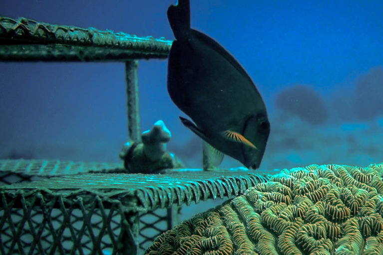 CCell renewables coral